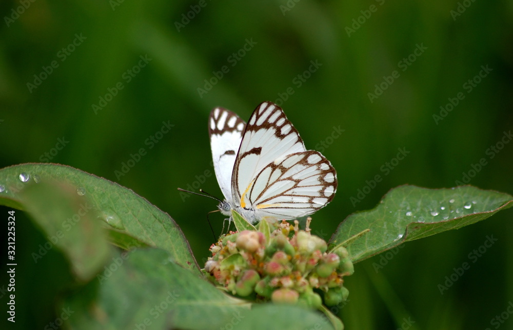 Fototapeta premium Brown-veined butterfly on a flower