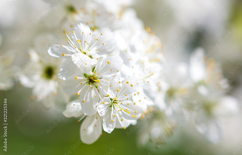 White flowers on a fruit tree on nature