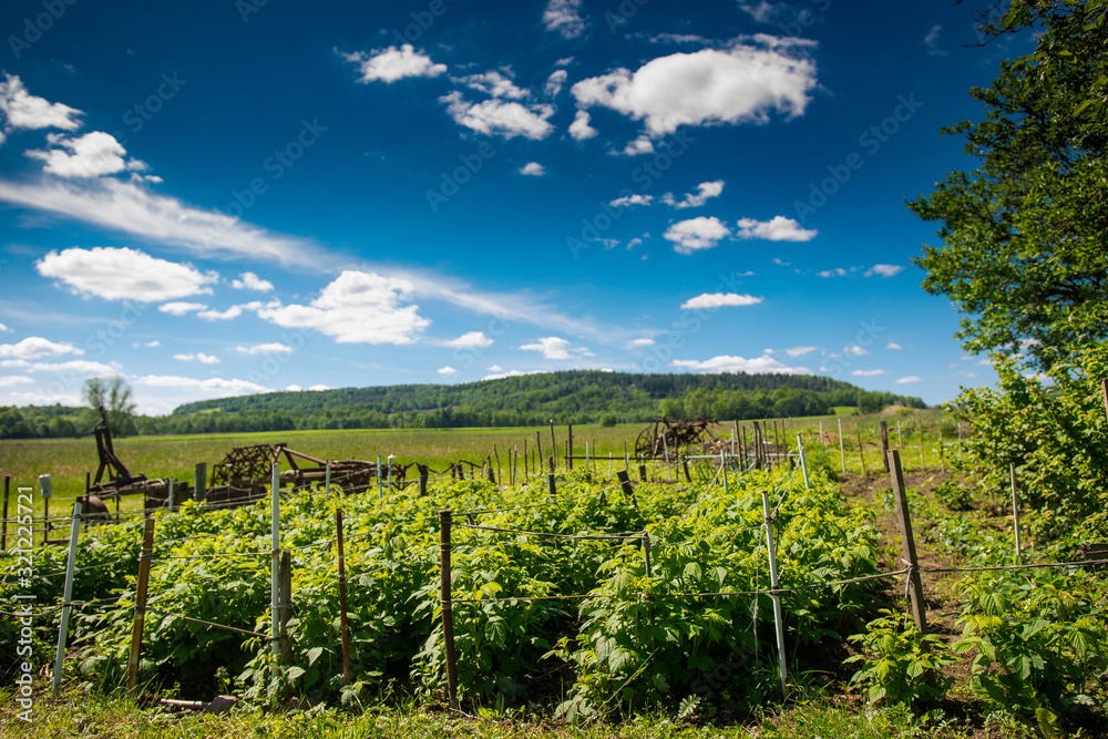 Fototapeta premium Pole malinowe