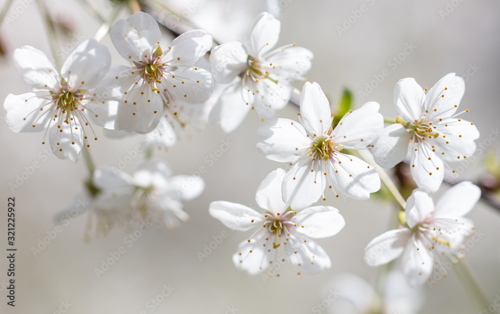 White flowers on a fruit tree on nature