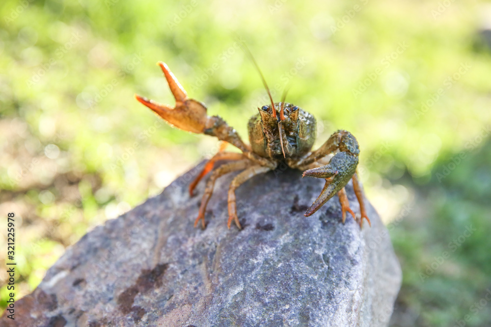 brown crayfish on the stone close up brown crayfish on the stone close up