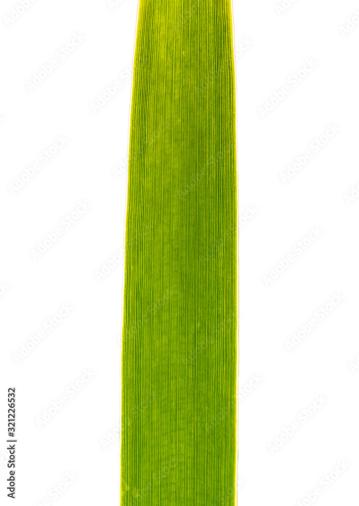 vein structure in reed leaf in backlight, isolated on white vein structure in reed leaf in backlight, isolated on white