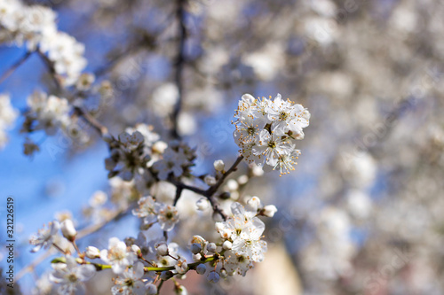 close up of plum tree branches in bloom