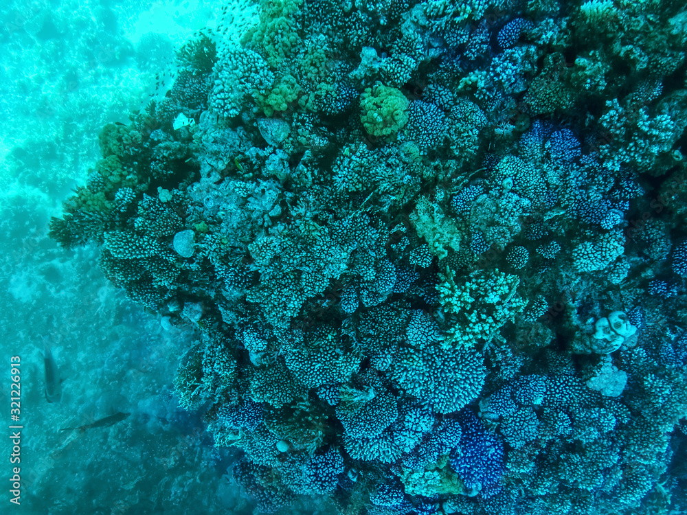 Coral reefs under turquoise water in the Red Sea. Underwater world, top view through clear water, beautiful azure pattern