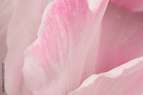 pink rose macro © Alexandra Grua