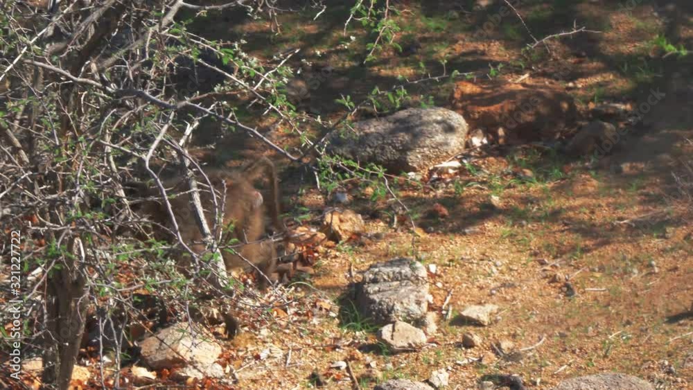 Single Baboon In Namibia Single Baboon In Namibia