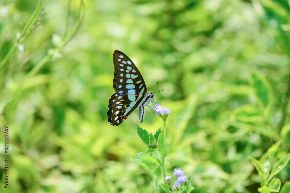 Fresh and soft background of butterflies in flowers. Fresh and soft background of butterflies in flowers.