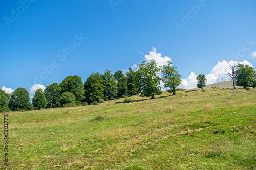 at the edge of the forest, a green grassland. A blue sky one day in July, somewhere in Romania, in Europe.