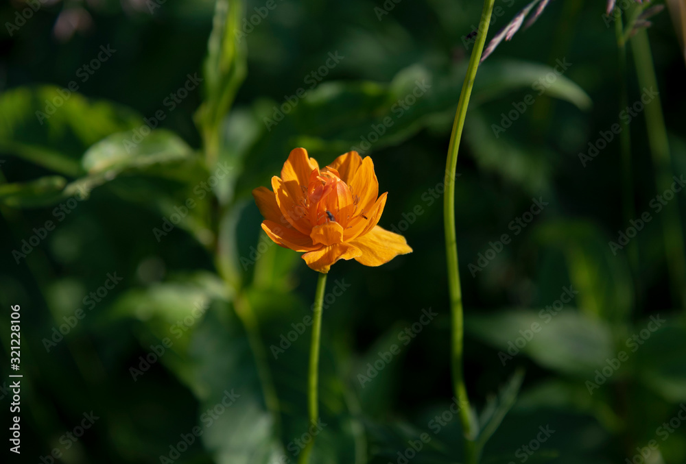 orange flower orange flower
