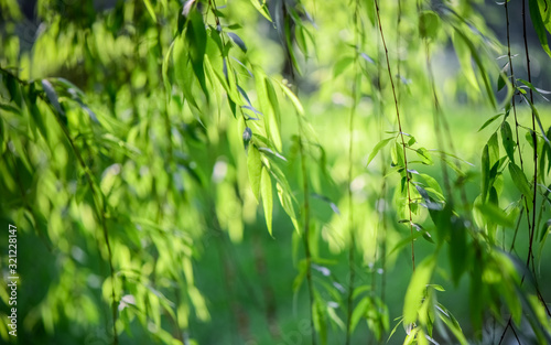 Soft green background of willow trees in spring under large aperture of camera.