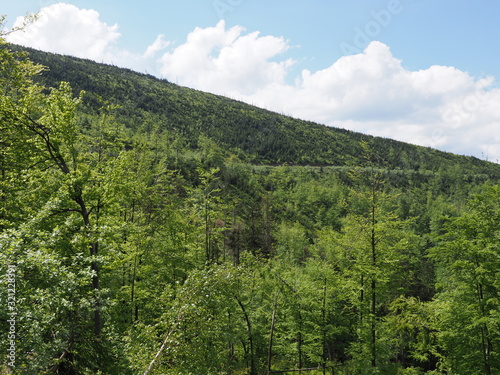 Trees and Silesian Beskids Mountains range near Salmopol pass, Poland