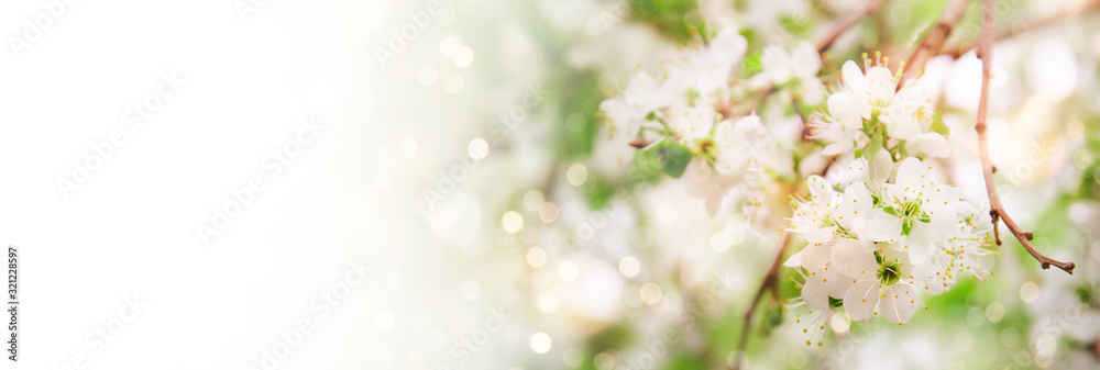 Beautiful floral spring abstract background of nature. Branches of blossoming cherry with soft focus on gentle light green background. Greeting cards with copy space Beautiful floral spring abstract background of nature. Branches of blossoming cherry with soft focus on gentle light green background. Greeting cards with copy space