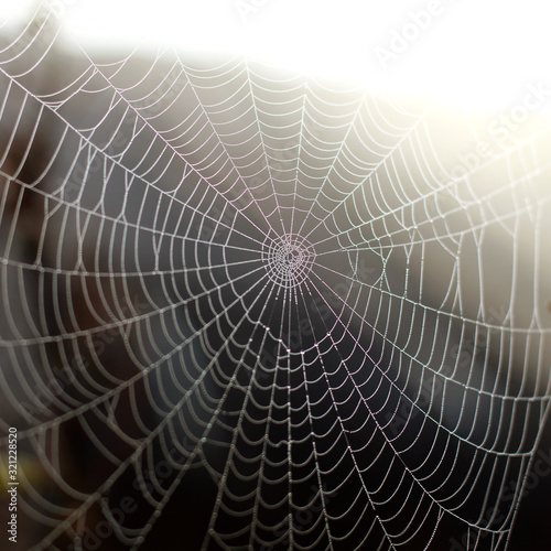 spider web with dew drops close up. wonders Wildlife