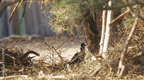 Bradfield's hornbill(s) In Namibia photo