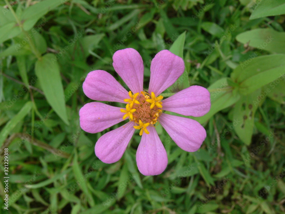 Coreopsis nudata or swamp coreopsis, at Maharashtra, India