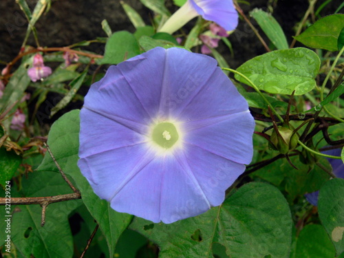 Blue Flower of an Ipomea species, Convolvulus mauritanicus, Ground Morning Glory photo