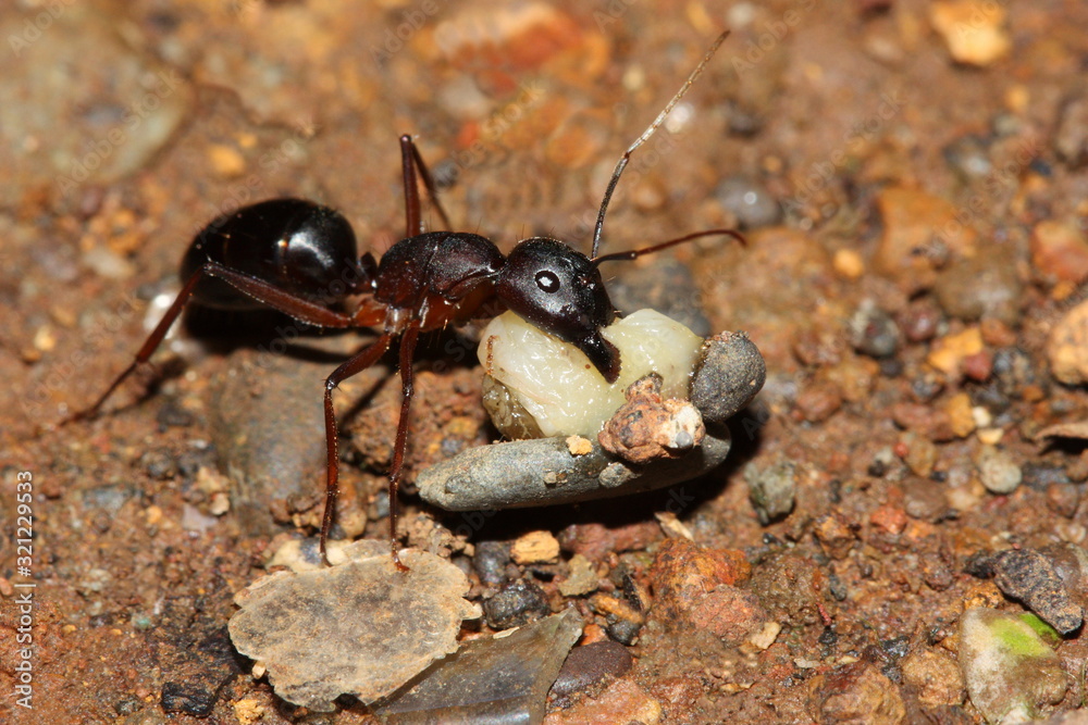 Cose-up of food carrying ant.