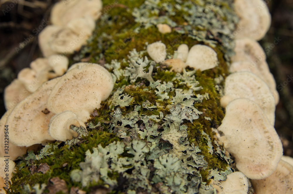 Parasitic bracket fungi on a tree. Parasitic bracket fungi on a tree.