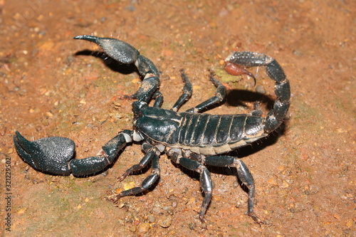 Scorpion. A large black scorpion which lives in flattened burrows. Its sting is very painful..