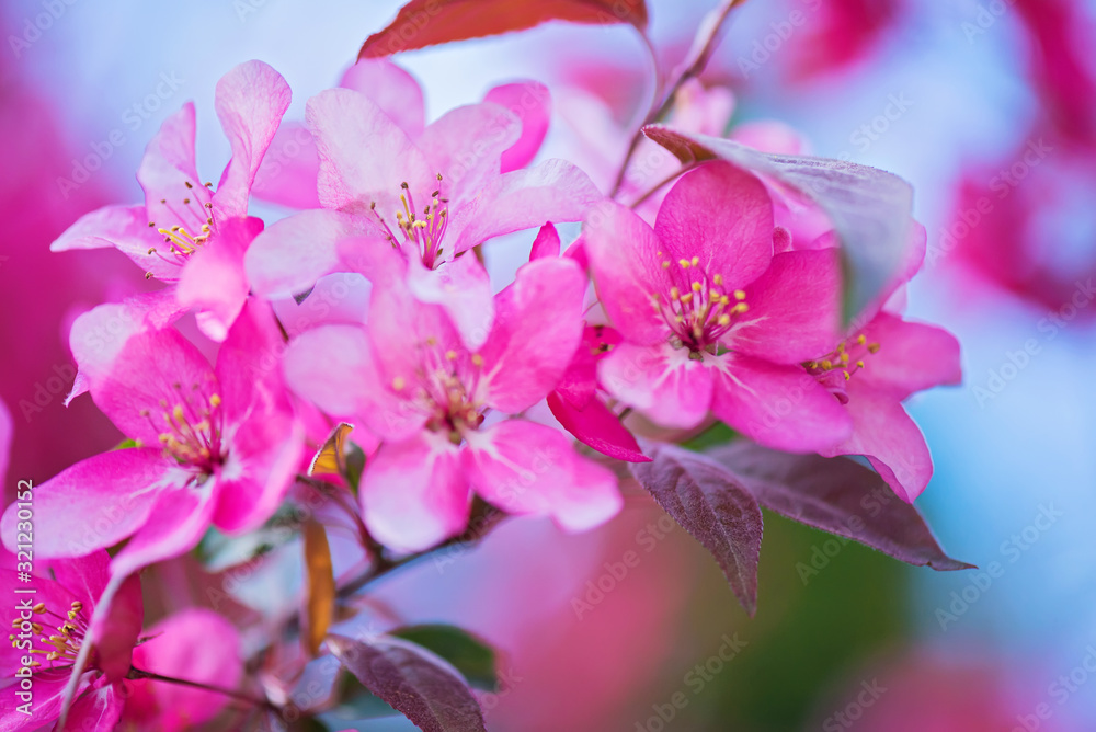 Pink flowers on the decorative apple bush over blurred background. Shallow depth of field.