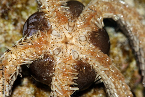 The Ventral side of a Brittle Star  Kavaratti  East Lagoon  Lakshadweep.