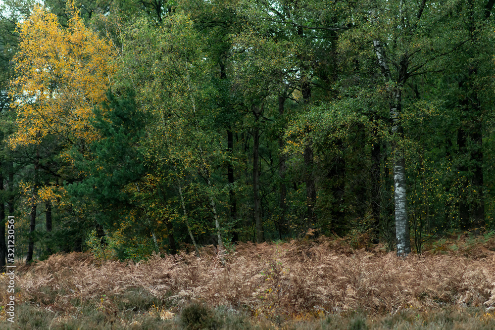 Birch trees with yellow colored foliage during fall. Birch trees with yellow colored foliage during fall.