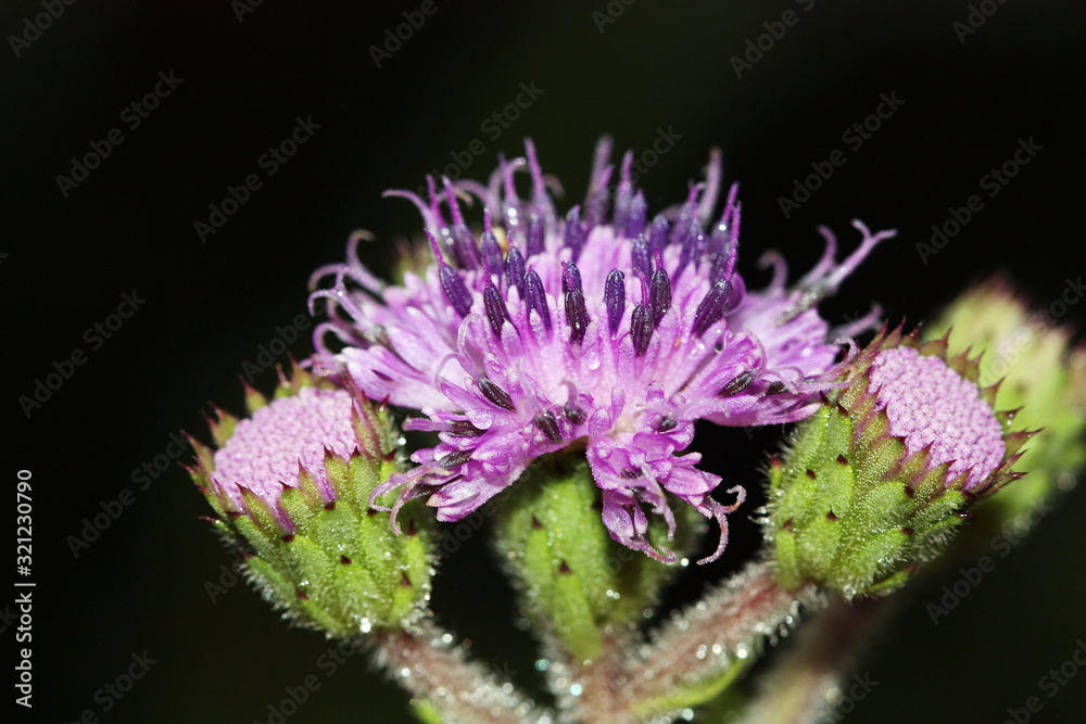 Daisy Flower Information In Marathi Name Best Flower Site