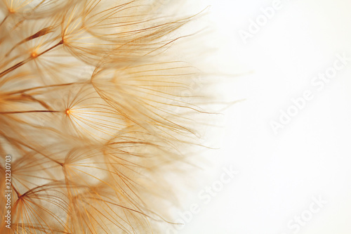 Delicate dandelion flower over white background