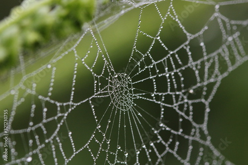 Abandoned Spider Web Location: Kaas Plateau, Satara, India