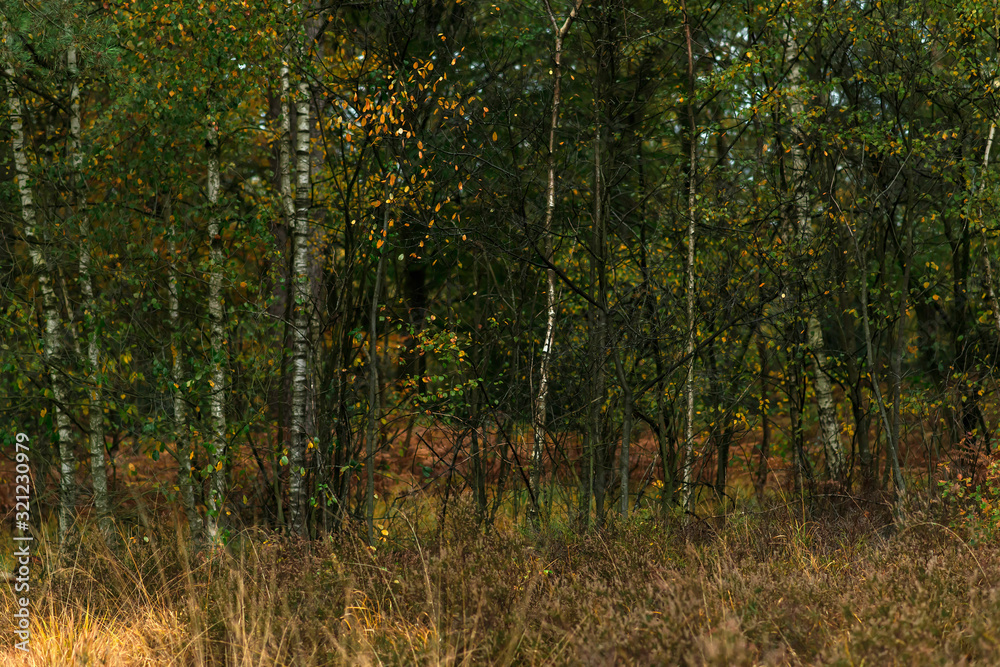 Fototapeta premium Yellow grass and birch trunks in fall forest.