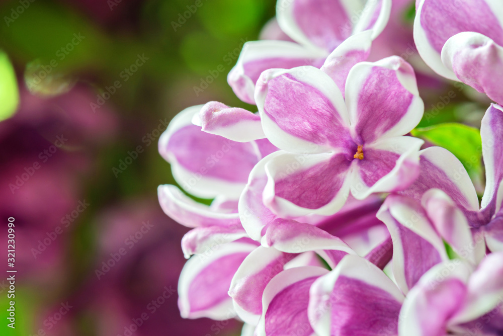 Macro shot of beautiful lilac flower on blurred background. Shallow depth of field. Macro shot of beautiful lilac flower on blurred background. Shallow depth of field.