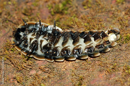 Female of a Glow Worm (Ventral Side) Location: Agumbe photo