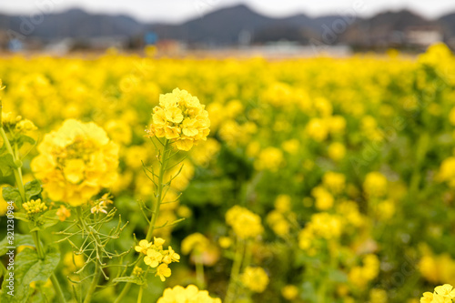 鴨川市の菜の花畑 千葉県鴨川市 日本