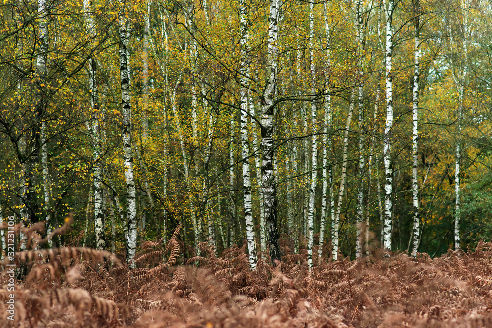 Birch trees with yellow foliage and brown decayed ferns in autumn forest. Birch trees with yellow foliage and brown decayed ferns in autumn forest.