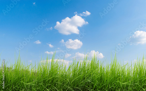 Fototapeta Naklejka Na Ścianę i Meble -  field with a beautiful green grass in the foreground. In the background we can see a beautiful blue sky with white clouds on an August day in the park.