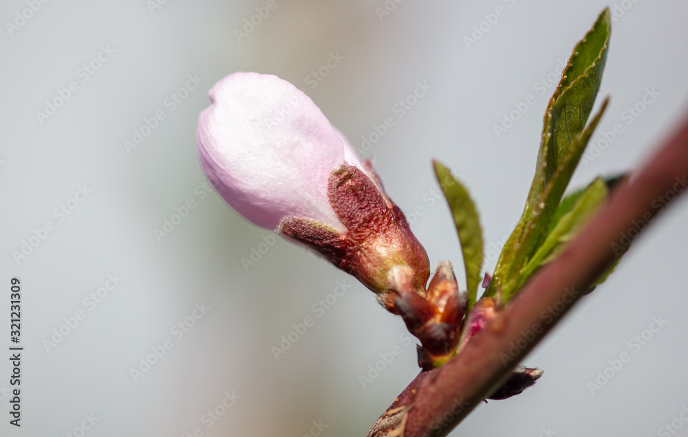 Peach flowers on a background of blue sky Peach flowers on a background of blue sky