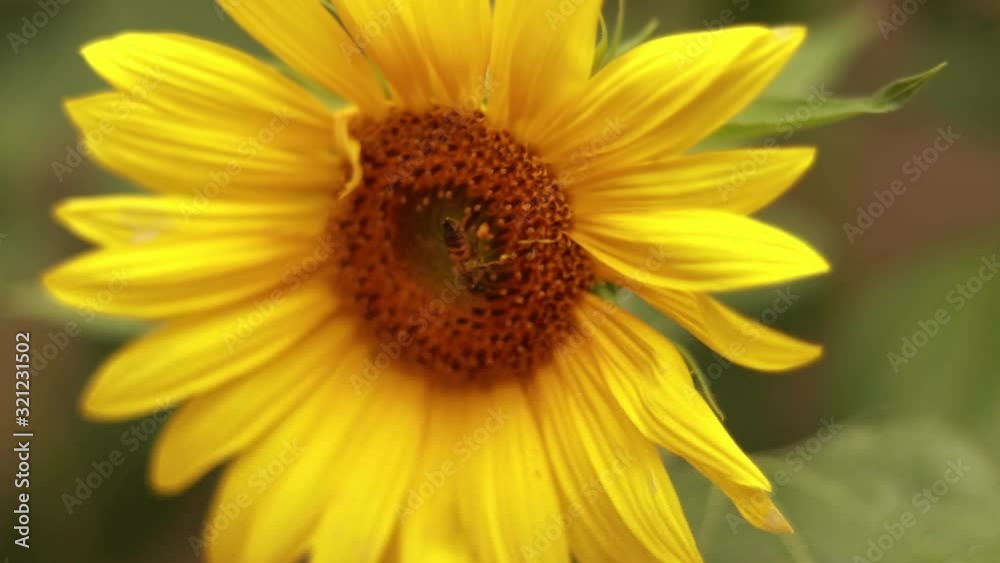 Close up honey bee collecting nectar from a sunflower.