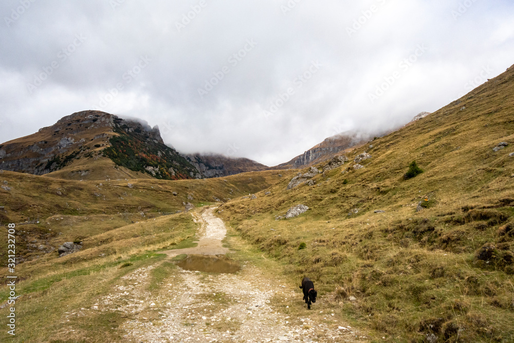 Mountain dog in Bucegi mountains, Bucegi National Park, Romania, autumn day Mountain dog in Bucegi mountains, Bucegi National Park, Romania, autumn day