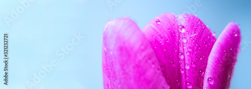 Close up macro banner fresh spring bouquet of tulips with transparent dew water drops on petals. Soft focus on dew rain tear droplets. Natural leaf texture and defocused tulip bud. Spring background 