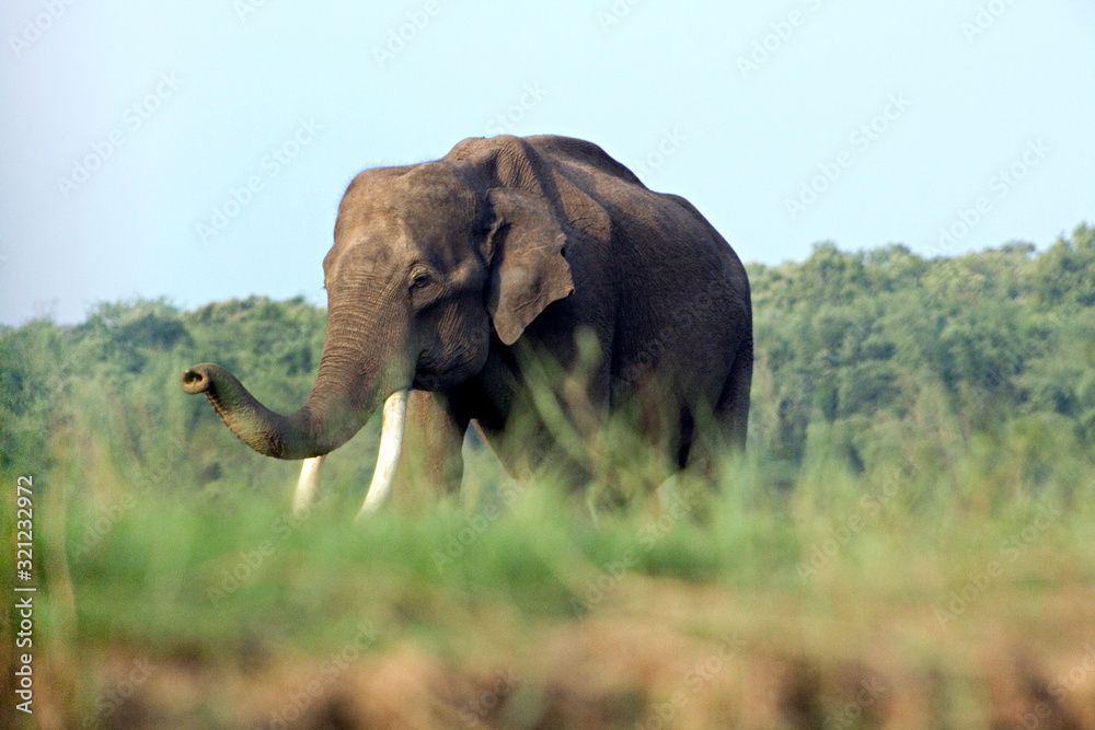 Naklejka premium Indian elephant at Kabini, Nagarhole, Karnataka.