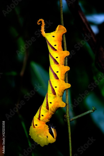 Butterfly caterpillar shot at Mhadei Wildlife sanctuary Goa. photo