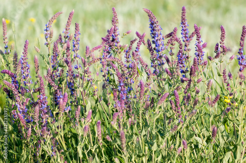 blue salvia flowers in the field in sunny day, soft focus at front of picture