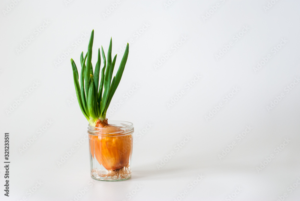 Green onion sprouts grown from a bulb in a jar with water. Spring banner illustrating awakening and growth. Green onion sprouts grown from a bulb in a jar with water. Spring banner illustrating awakening and growth.