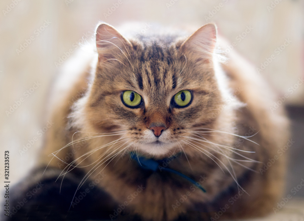 Portrait of furry siberian cat wit big yellow eyes