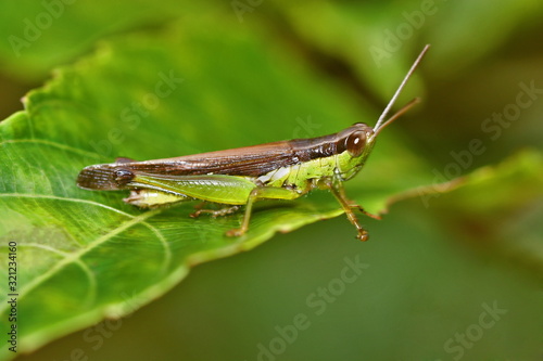 The short-horned grasshopper, family Acrididae