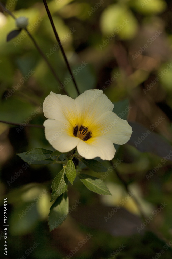 Obraz premium Morning glory flower at Nerul, Bardez Goa, India