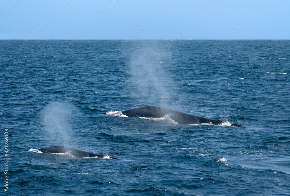 Fototapeta premium Whiles couple in the water, Sri Lanka, Mirissa