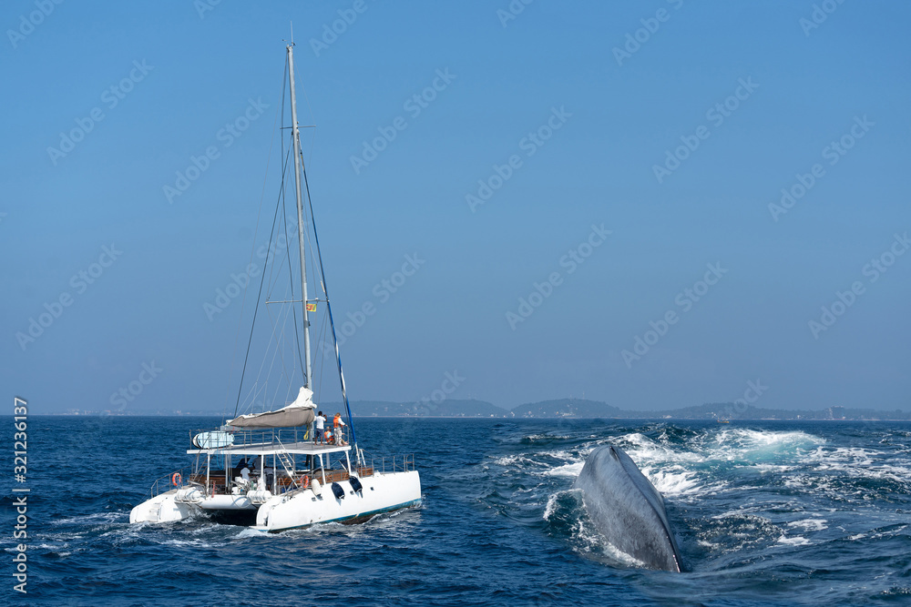 Whale back and tourist yacht on whales watching safari, Mirissa, Sri Lanka.
