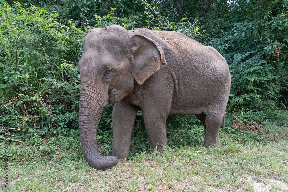 Wild elephant beautiful standing animal, Sri Lanka.