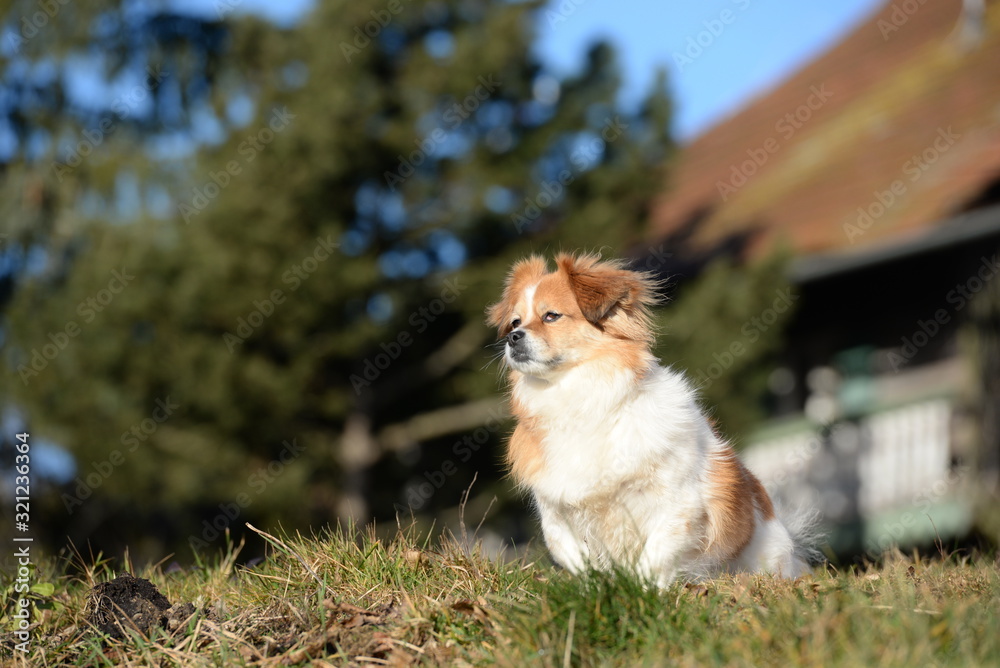 Warten auf Herrchen. Kleiner Mischlingshund sitzt in der Sonne